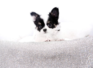 Latte SC Extreme Short Muzzle LC Boy