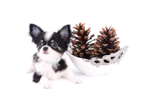 Smore Boy Just perfection