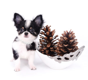 Smore Boy Just perfection