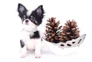 Smore Boy Just perfection