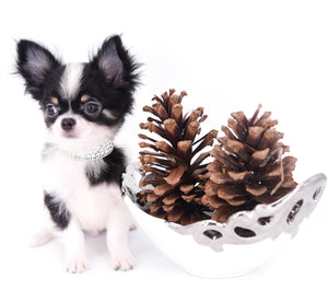 Smore Boy Just perfection