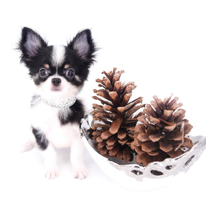 Smore Boy Just perfection