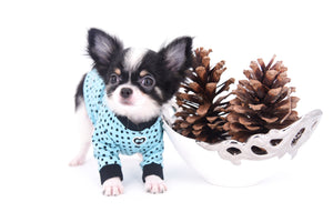 Smore Boy Just perfection