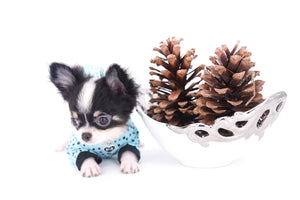 Smore Boy Just perfection