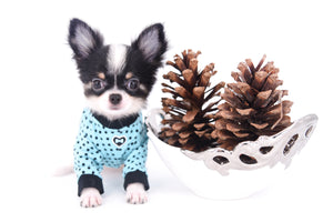 Smore Boy Just perfection