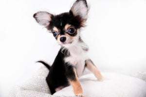 Lil Bsby Micro