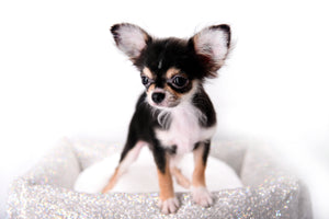 Lil Bsby Micro