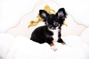 Birkin Doll  Extreme Short Muzzle Boy