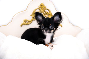 Birkin Doll  Extreme Short Muzzle Boy