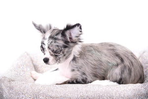 Marly Blue Merle LC Teacup Boy