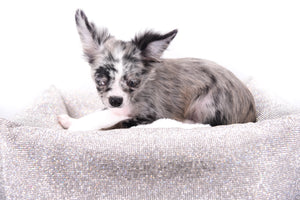 Marly Blue Merle LC Teacup Boy