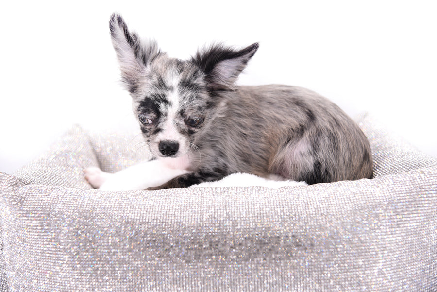 Marly Blue Merle LC Teacup Boy
