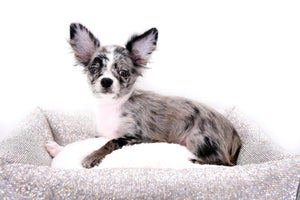 Marly Blue Merle LC Teacup Boy