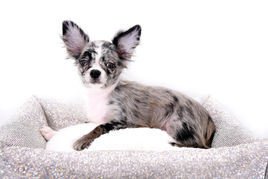 Marly Blue Merle LC Teacup Boy