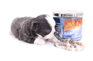 Rome Blue Lavender Blue Eyes Micro
