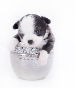 Rome Blue Lavender Blue Eyes Micro