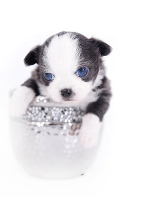 Rome Blue Lavender Blue Eyes Micro