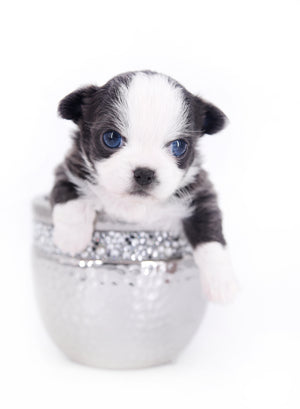 Rome Blue Lavender Blue Eyes Micro