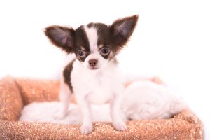 Romeo Tiny Micro Boy