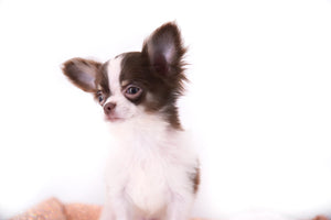 Romeo Tiny Micro Boy