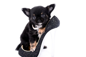 Micro LC Boy