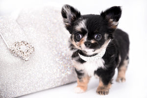 Diva Micro LC Girl