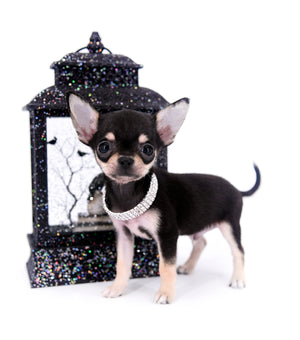 Micro Tricolor SC Boy
