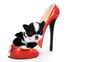 Smore Boy Just perfection