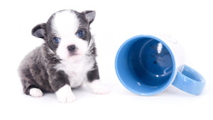 Rome Blue Lavender Blue Eyes Micro