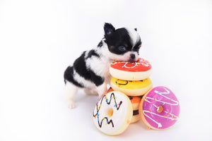 Smore Boy Just perfection