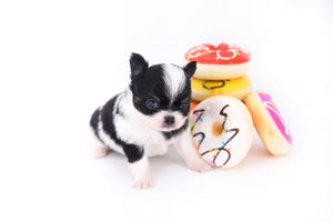 Smore Boy Just perfection