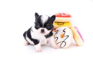 Smore Boy Just perfection