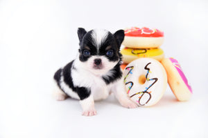 Smore Boy Just perfection