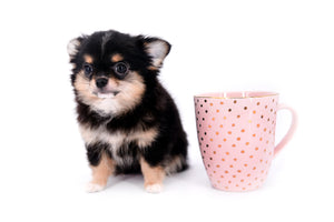 Melanie Micro Teacup Tricolor Girl