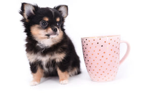 Melanie Micro Teacup Tricolor Girl