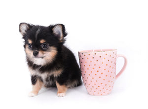 Melanie Micro Teacup Tricolor Girl
