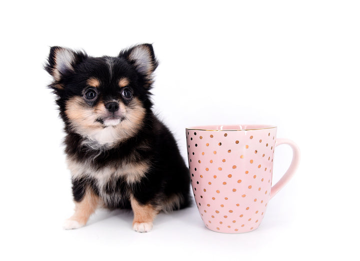 Melanie Micro Teacup Tricolor Girl