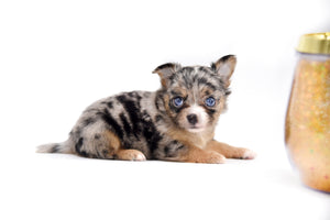 Gabbana Blue Merle LC Girl