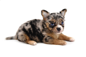 Gabbana Blue Merle LC Girl