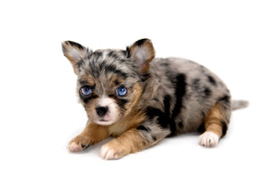 Gabbana Blue Merle LC Girl