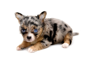 Gabbana Blue Merle LC Girl