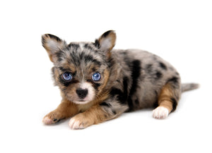 Gabbana Blue Merle LC Girl