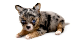 Gabbana Blue Merle LC Girl