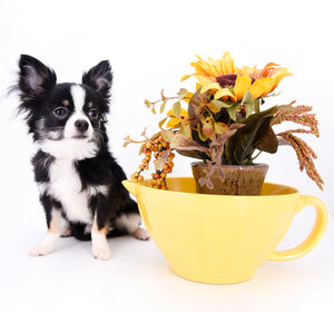 Pretty Lilo Teacup and loving boy.