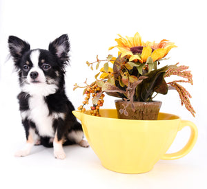 Pretty Lilo Teacup and loving boy.