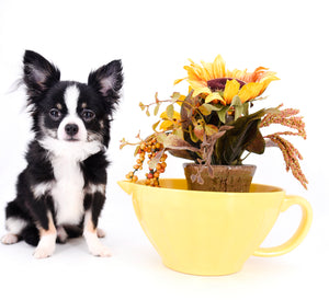 Pretty Lilo Teacup and loving boy.
