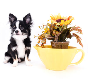 Pretty Lilo Teacup and loving boy.