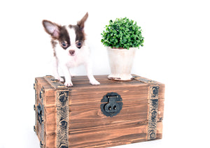 Romeo Tiny Micro Boy