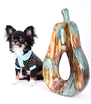 Birkin Doll  Extreme Short Muzzle Boy