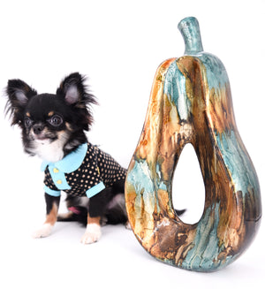 Birkin Doll  Extreme Short Muzzle Boy